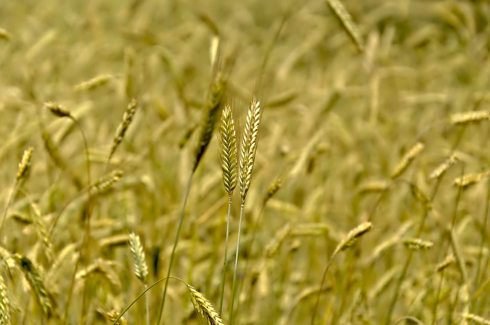 rye
